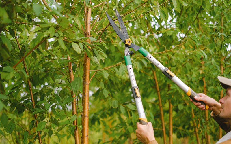 Tree trimming in Cowen, WV